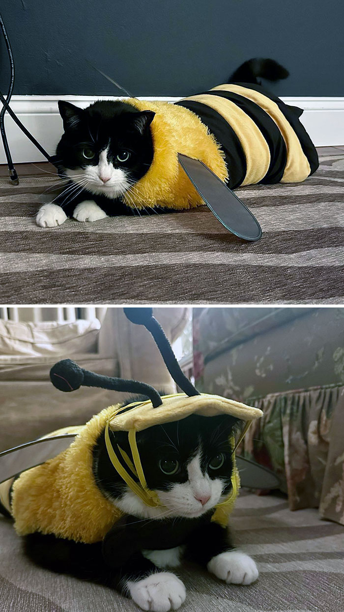 You Won’t Bee-Lieve How Furious She Is