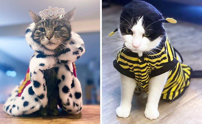 Two cats dressed in Halloween costumes, one as a queen with a crown and cape, the other as a bumblebee.