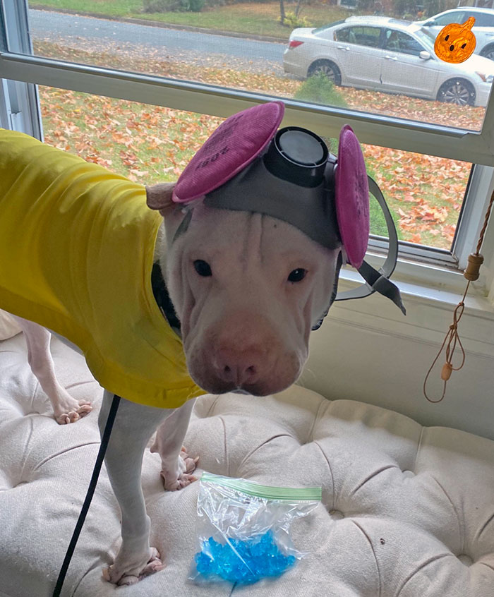 Happy Halloween From Brisby, Walter