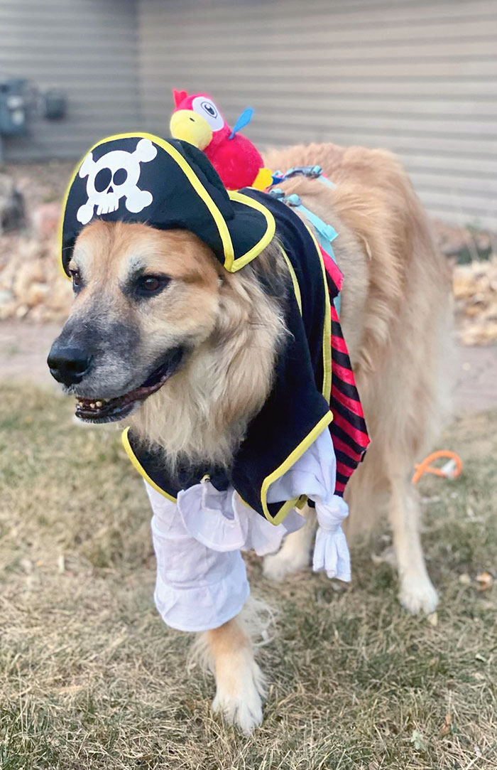 Dog wearing a pirate pet Halloween costume with a skull hat and parrot accessory outdoors on grass.
