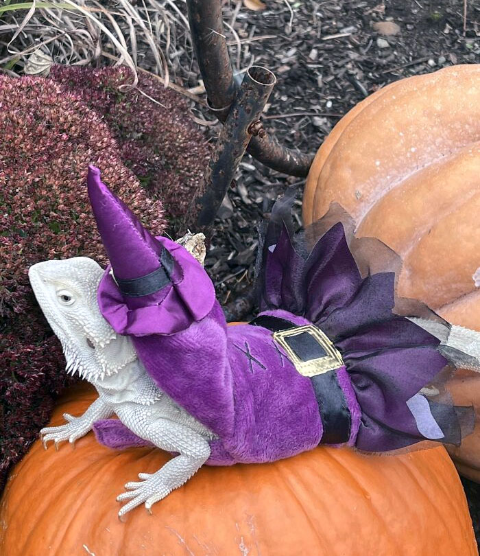  Luna’s First Halloween