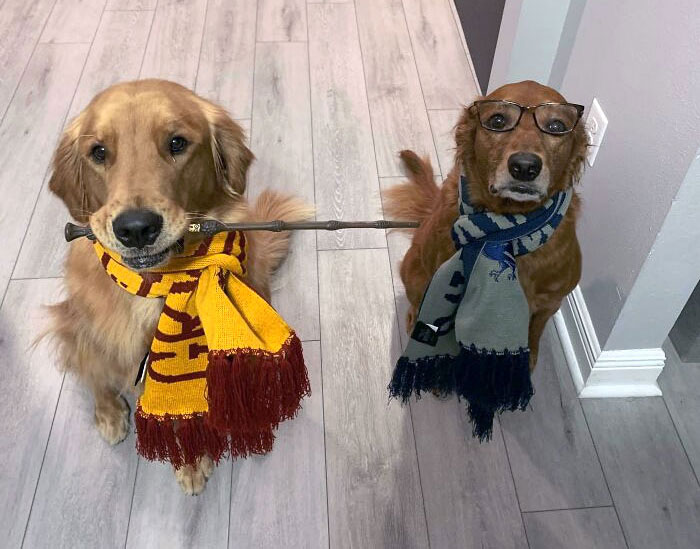 Two dogs in creative pet Halloween costumes, one holding a stick and both wearing scarves and glasses indoors on wooden floor.