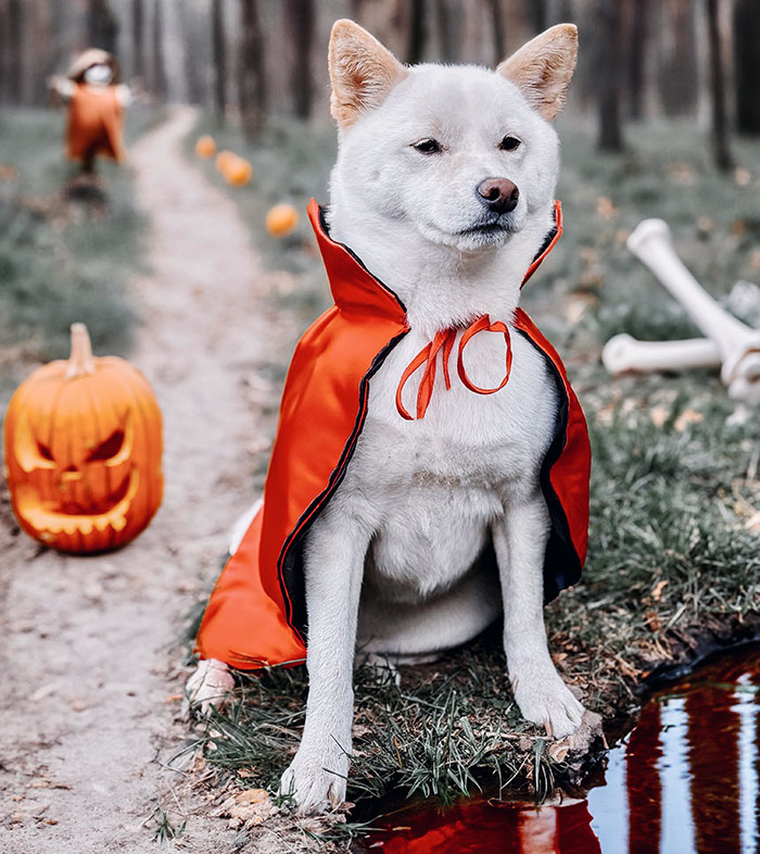 Dressed Up Count Totoro For Some Spooky Pics