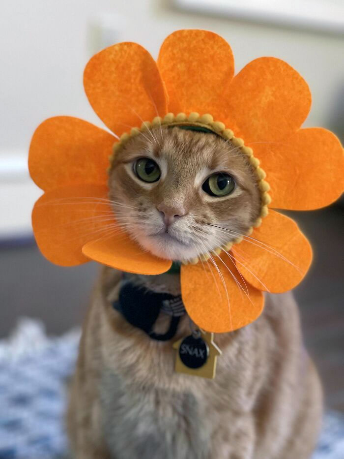 Orange cat wearing a flower pet Halloween costume with large petals around its head indoors on a blurred background.