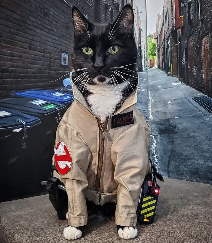 Black and white cat dressed in a creative Halloween pet costume inspired by Ghostbusters in an urban alley setting