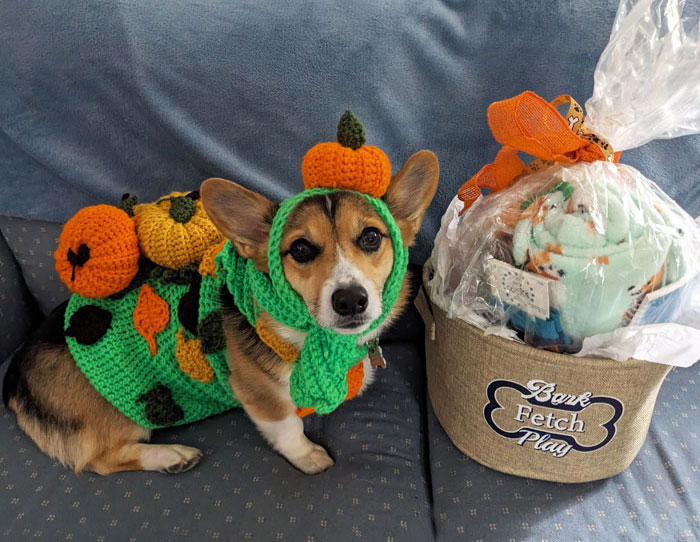 Corgi dressed in a handmade pumpkin costume on a couch next to a basket labeled Bark Fetch Play for Halloween.