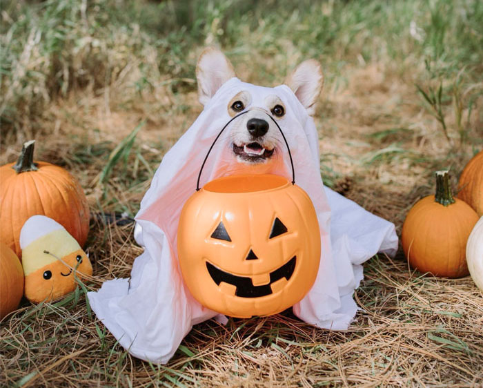 Dog dressed as a ghost in a Halloween pet costume holding a pumpkin bucket outdoors with pumpkins around.
