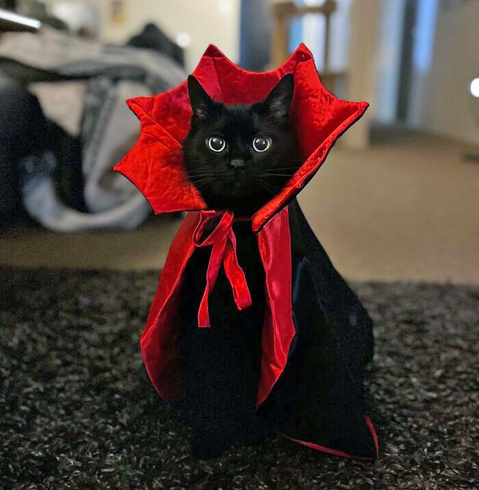 Black cat dressed in a red and black Halloween costume sitting on carpet, showcasing creative pet Halloween costumes.