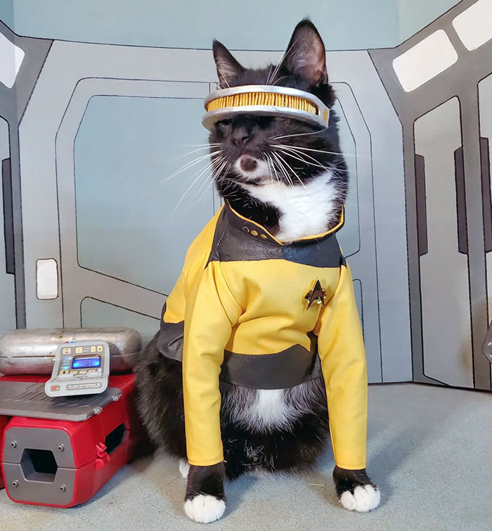 Black and white cat in a pet Halloween costume dressed as a Star Trek character with futuristic visor in a spaceship setting.