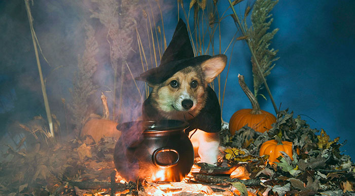 Corgi dressed in a witch pet Halloween costume next to a cauldron and pumpkins in an autumn outdoor setting.