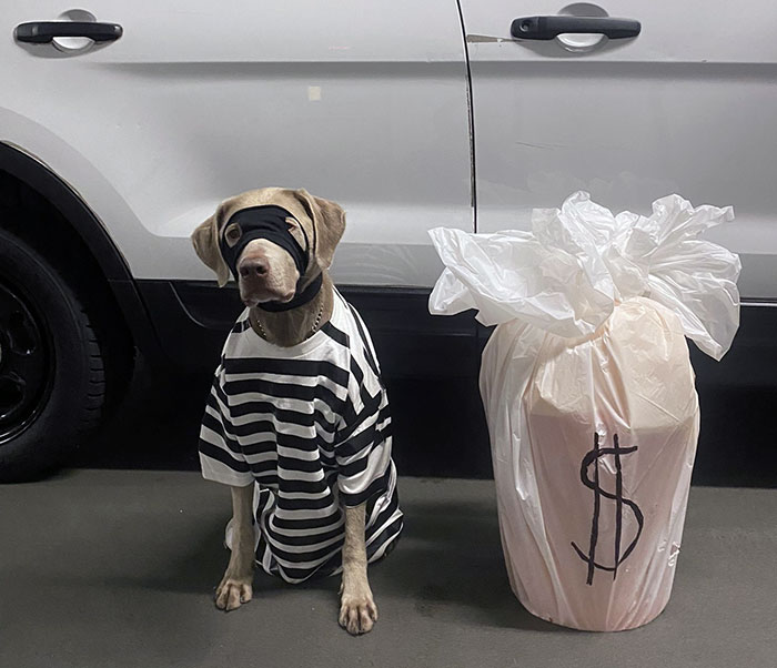 Dog in pet Halloween costume dressed as a prisoner with a money bag prop next to a parked white vehicle.