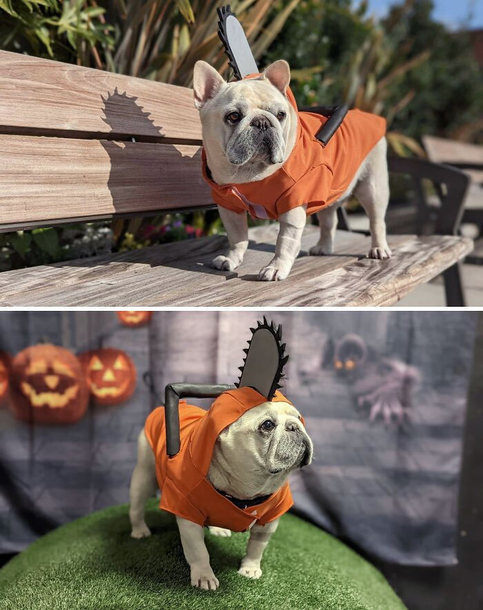 My Dog Mochi As Pochita For Halloween