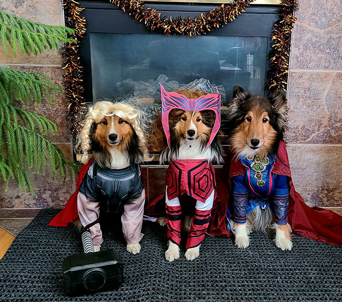Three dogs dressed in creative pet Halloween costumes inspired by superhero characters sitting in front of a fireplace.