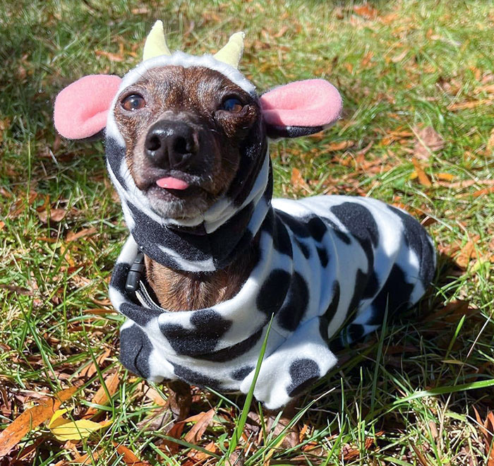 A Halloweenie Costume For My Girl