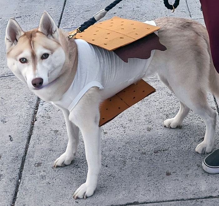 My Husky Is A Toasted Marshmallow Color, So She Is A S'more For Halloween