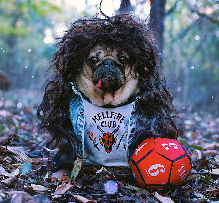Pug dressed in a Halloween costume with a wig and Hellfire Club shirt, sitting outdoors with a red polyhedral dice nearby.