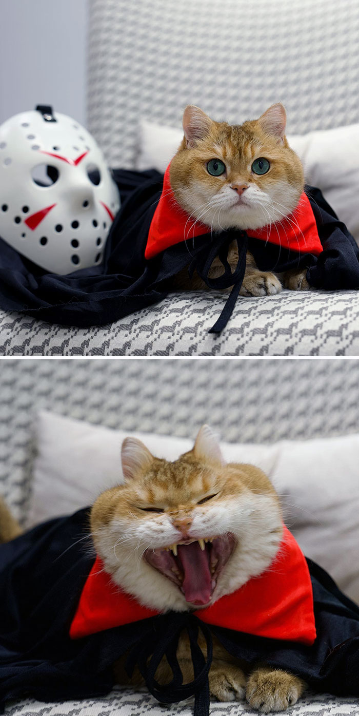 Cat in a pet Halloween costume wearing a black and red cape lying on a couch with a horror movie mask nearby.