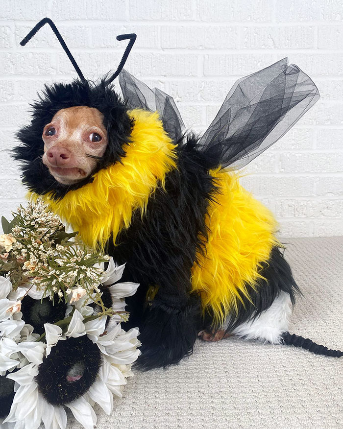 Small dog dressed in a fluffy yellow and black bee pet Halloween costume with wings and antennae sitting beside flowers.
