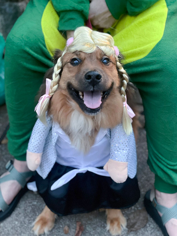 My Dog Dressed Up As Britney Spears For Halloween