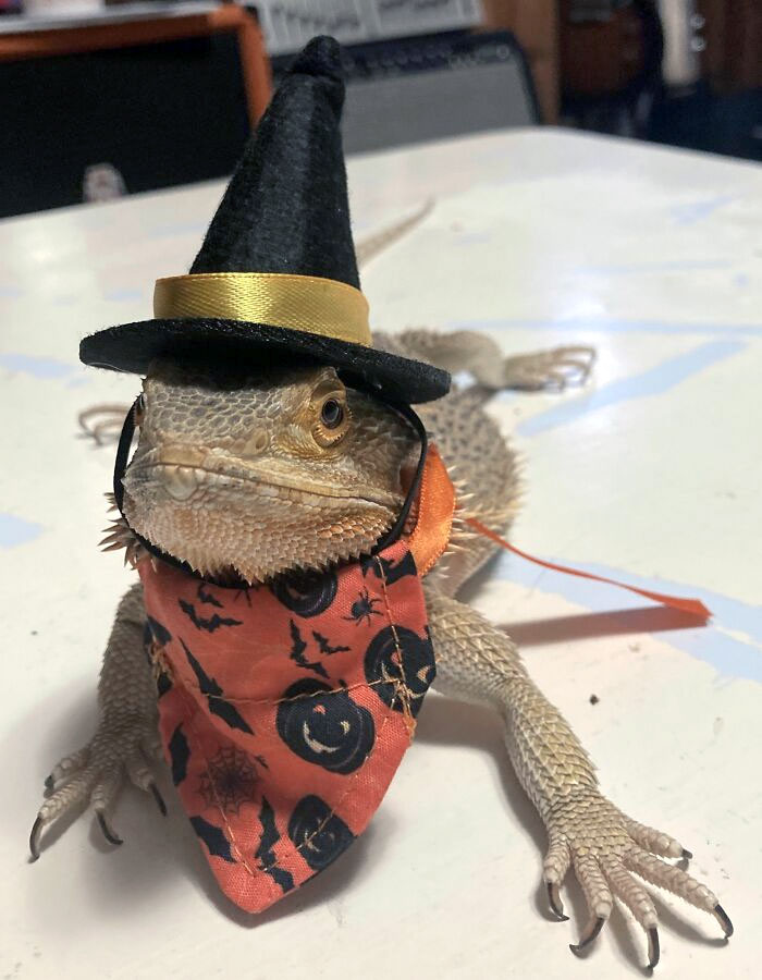 Happy Halloween From Freddy