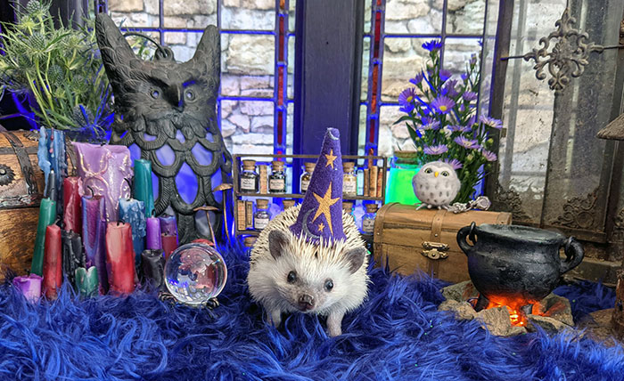 Hedgehog in a wizard hat surrounded by Halloween decorations, showcasing creative pet Halloween costumes ideas.
