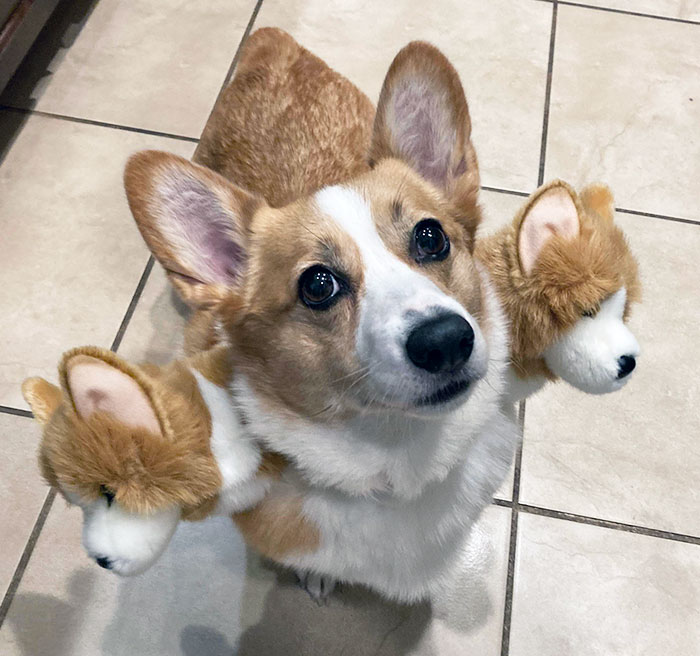 Corgi in a creative pet Halloween costume featuring two plush dog heads on a beige tiled floor.
