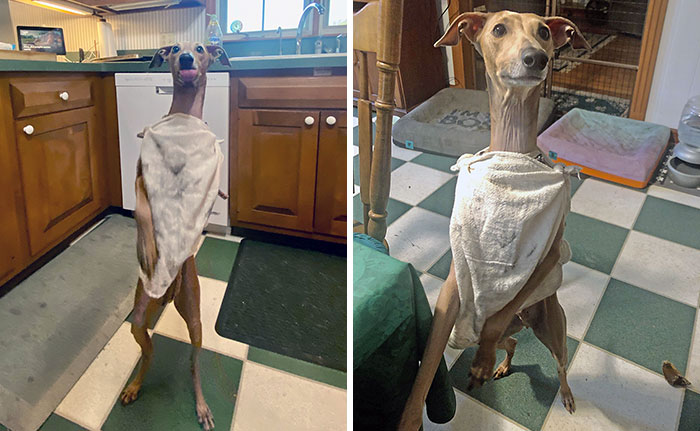 Italian Greyhound standing and sitting in a unique pet Halloween costume in a kitchen setting.