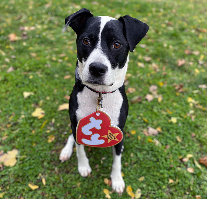 Black and white dog outside wearing a pet Halloween costume with a red and white tag accessory on grass.