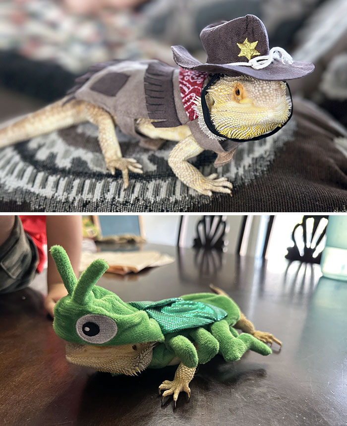 Bearded dragons wearing creative pet Halloween costumes, including a cowboy outfit and a green insect suit.