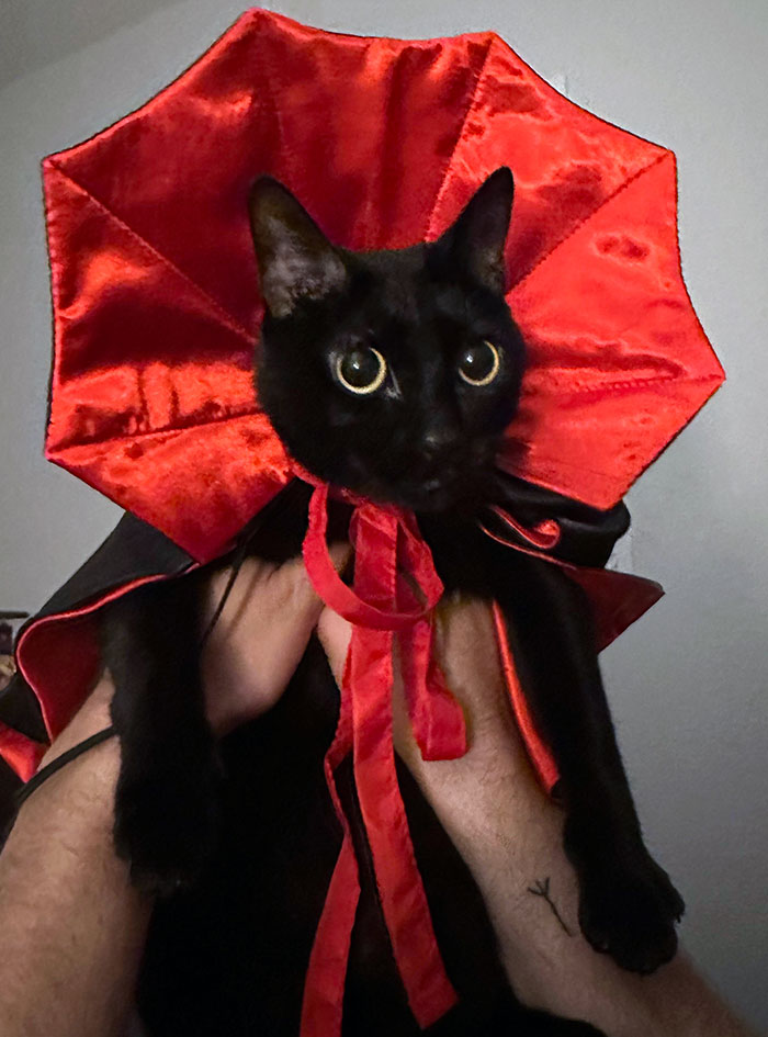 Black cat wearing a red and black Halloween costume collar, showcasing creative pet Halloween costumes for festive occasions.