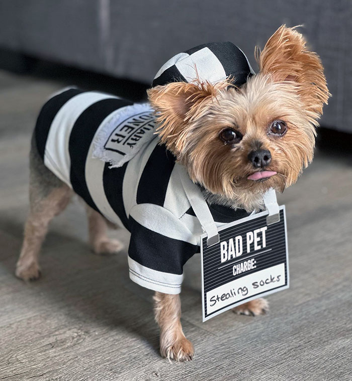 Small dog in a black and white pet Halloween costume wearing a sign that says bad pet charge stealing socks