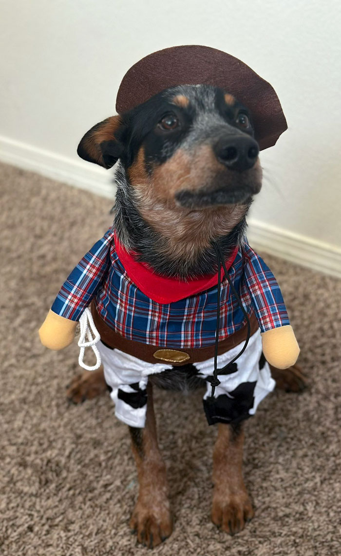 My Husband Bought Rocket A Halloween Costume. I’m Just Cracking Up 