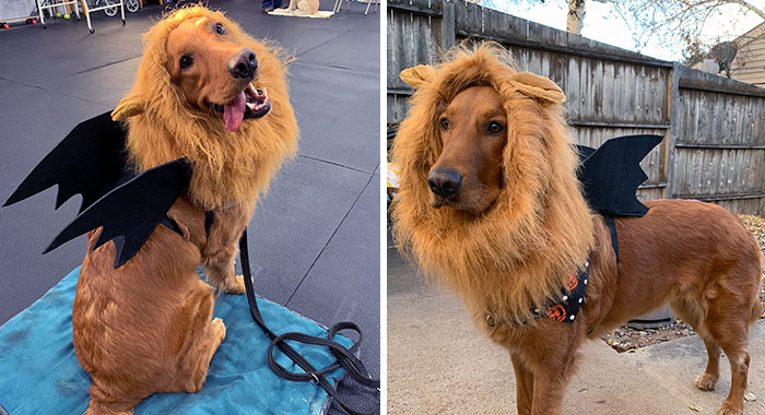 I’m A Scary Manticore. Come Cuddle Me, I Definitely Won’t Devour You I Promise