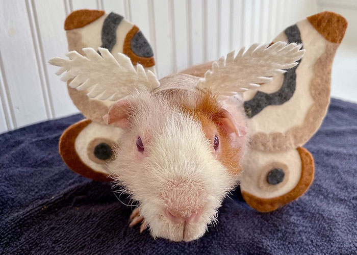 Guinea pig wearing a detailed butterfly pet Halloween costume with patterned wings on a dark cloth background.