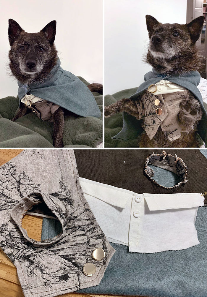 Dog dressed in detailed pet Halloween costume with cloak and vest, showing creative and impressive pet Halloween costumes.