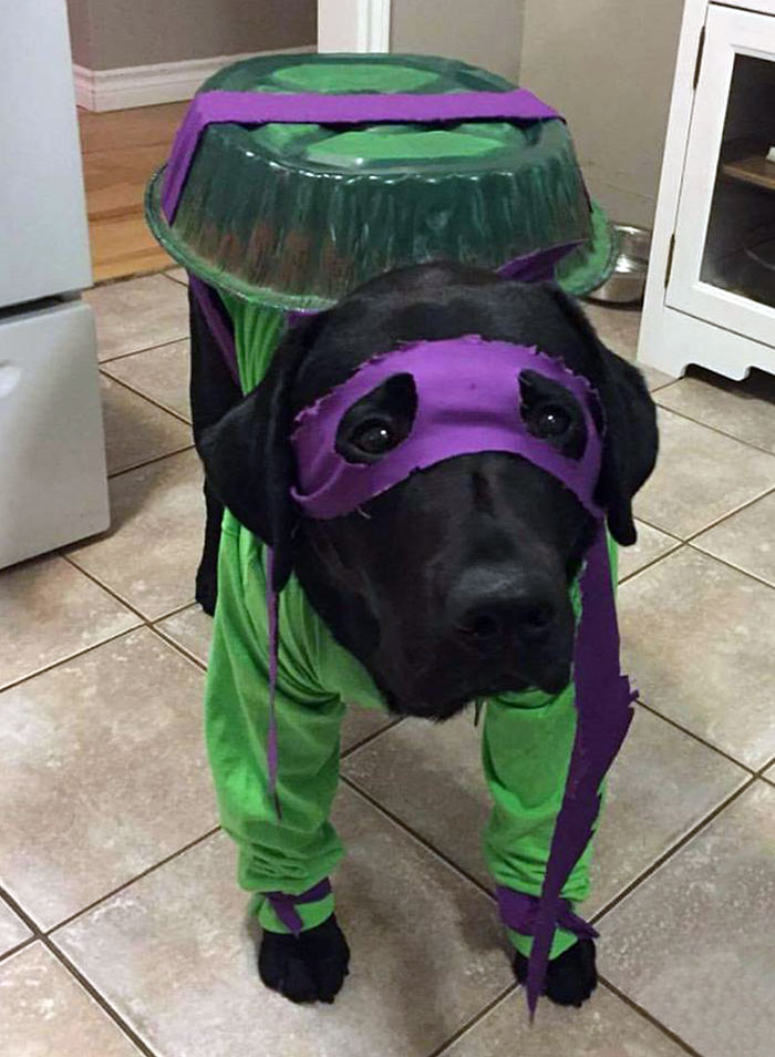 Black dog dressed in a Teenage Mutant Ninja Turtle pet Halloween costume with green outfit and purple mask.