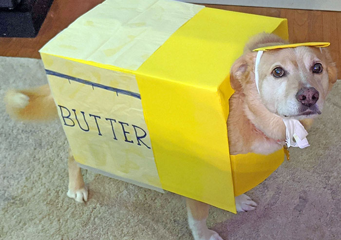 Dog dressed in a creative butter stick Halloween costume, showcasing one of the best pet Halloween costumes.