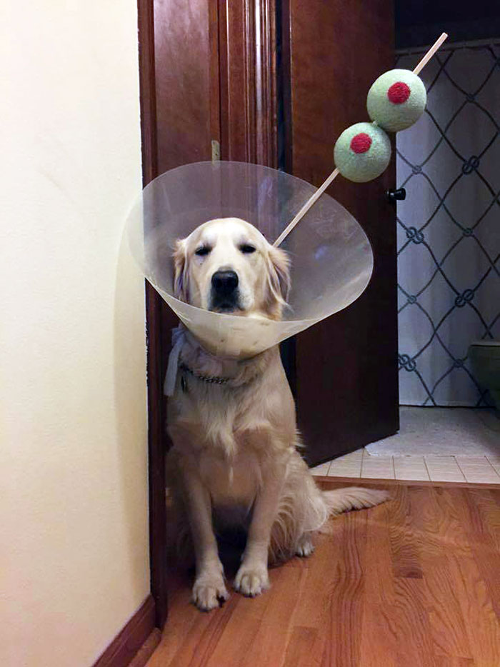 Golden retriever wearing a Halloween cone costume designed like a cocktail with olive props for pet Halloween costumes.