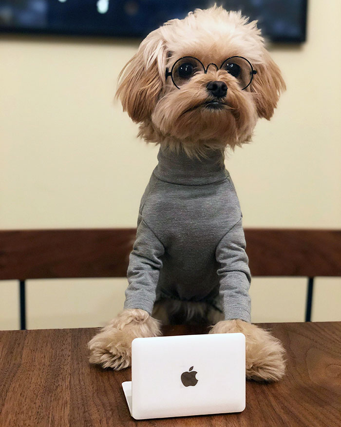 Small dog in pet Halloween costume wearing glasses and a gray sweater sitting at a table with a laptop.