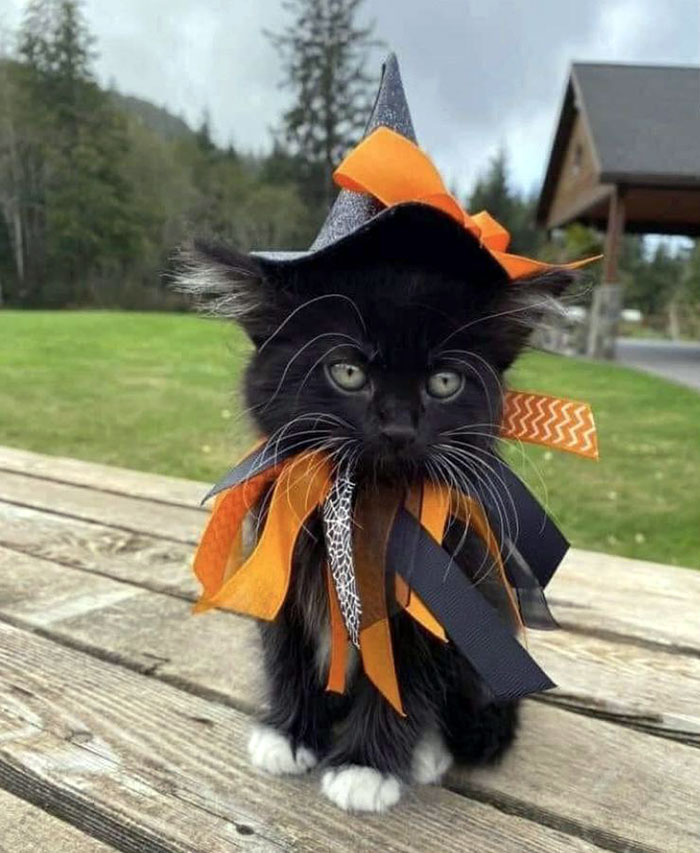 Black kitten wearing a Halloween costume with a witch hat and orange and black ribbons outdoors on wooden surface.