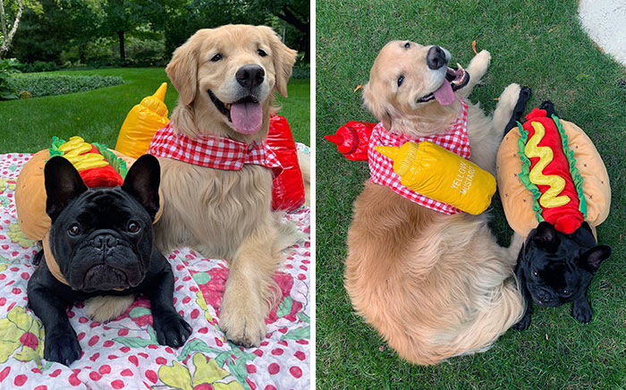 Hottest Dogs In Town