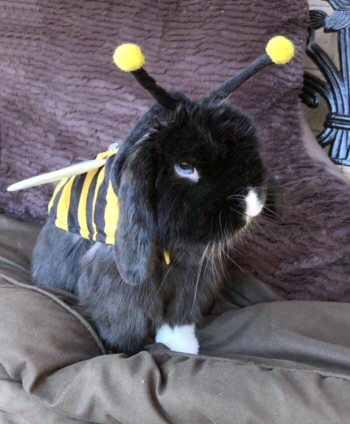 Black and white rabbit dressed in a cute bee pet Halloween costume sitting on a brown cushion indoors.