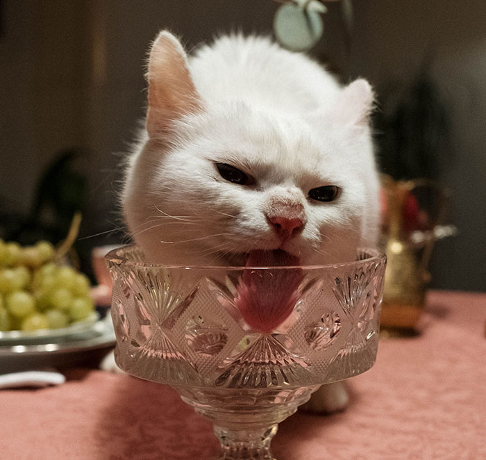 People Share The Pettiest Reasons For Why They Are Childfree, Here Are The 40 Best Ones