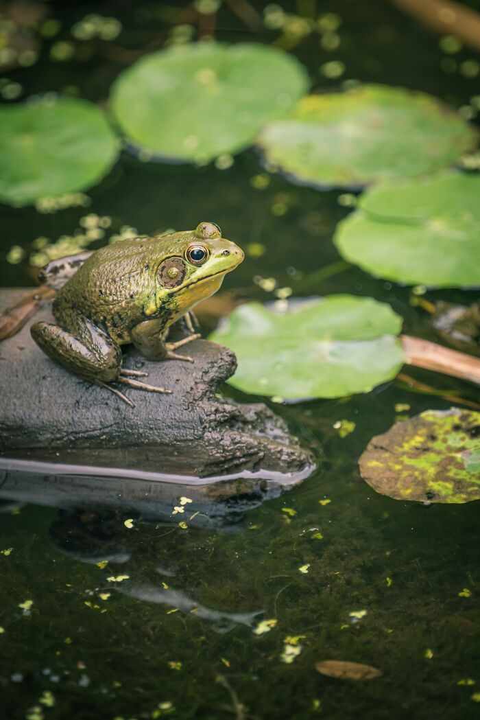 &ldquo;Girl, Same&rdquo;: Female Frogs Will Do Anything &ndash; Even Fake Death &ndash; To Avoid Males, Study Shows