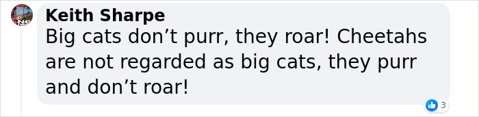 "A Great Surprise": Scientists Stunned After Discovering How Cats Purr