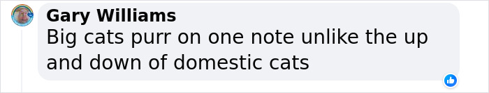 "A Great Surprise": Scientists Stunned After Discovering How Cats Purr