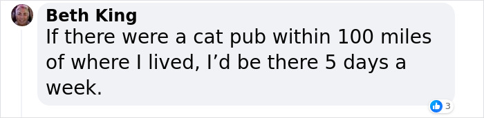 Man Opens A Pub, Starts Taking Stray Kitties In And Ends Up With Bristol’s First Cat Pub Man Opens A Pub, Starts Taking Stray Kitties In And Ends Up With Bristol’s First Cat Pub