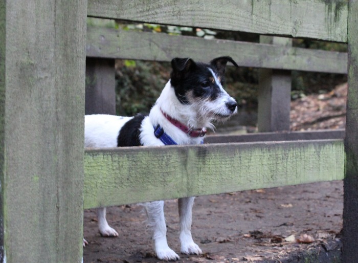 Dog standing under wooden fence, exploring outdoors.