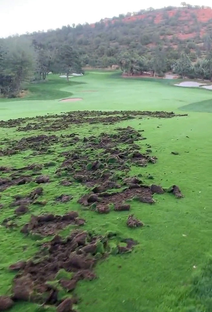 Javelinas Have No Mercy On A Golf Course In Arizona And Folks Online Are Cheering Them On Javelinas Have No Mercy On A Golf Course In Arizona And Folks Online Are Cheering Them On