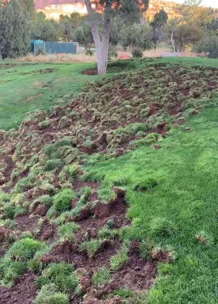 Javelinas Have No Mercy On A Golf Course In Arizona And Folks Online Are Cheering Them On Javelinas Have No Mercy On A Golf Course In Arizona And Folks Online Are Cheering Them On